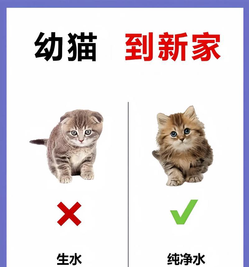 养猫须知——家中猫咪的注意事项(关爱猫咪,共创幸福家庭)(图3) 养猫须知——家中猫咪的注意事项(关爱猫咪,共创幸福家庭)(图3)