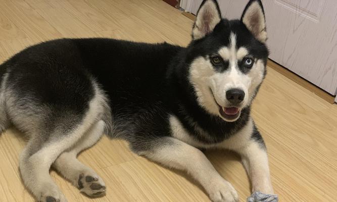 哈士奇的健康饮食之道(了解哈士奇的辅食需求,打造均衡营养的饮食计划)(图3) 哈士奇的健康饮食之道(了解哈士奇的辅食需求,打造均衡营养的饮食计划)(图3)