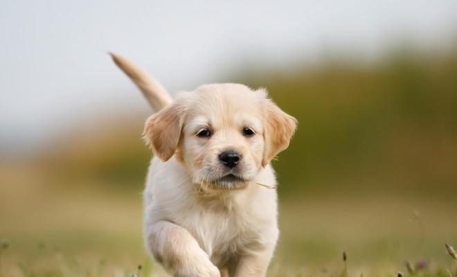 小金毛的饮食需求与适宜食物(了解小金毛的食物偏好和健康饮食习惯)(图1) 小金毛的饮食需求与适宜食物(了解小金毛的食物偏好和健康饮食习惯)(图1)