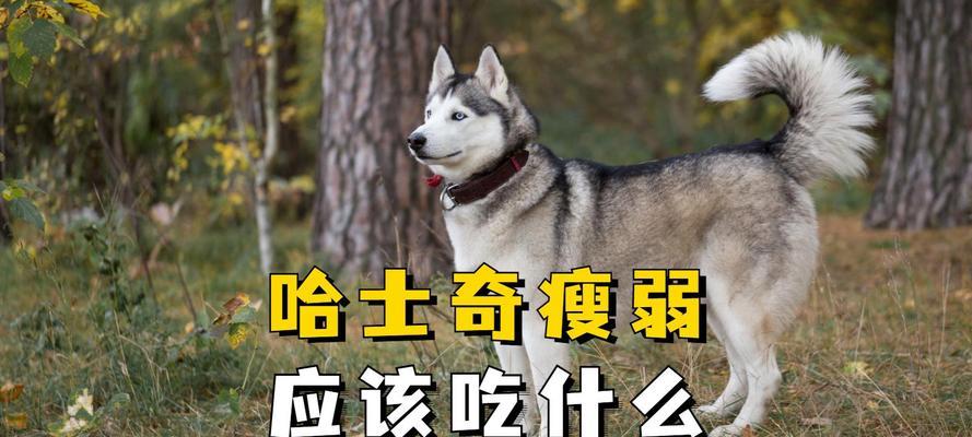 哈士奇的健康饮食之道（了解哈士奇的辅食需求，打造均衡营养的饮食计划） - 悠悠酷狗网