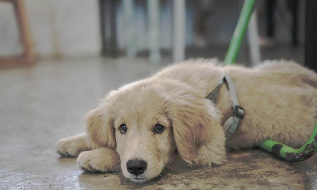 小金毛的饮食需求与适宜食物(了解小金毛的食物偏好和健康饮食习惯)(图3) 小金毛的饮食需求与适宜食物(了解小金毛的食物偏好和健康饮食习惯)(图3)