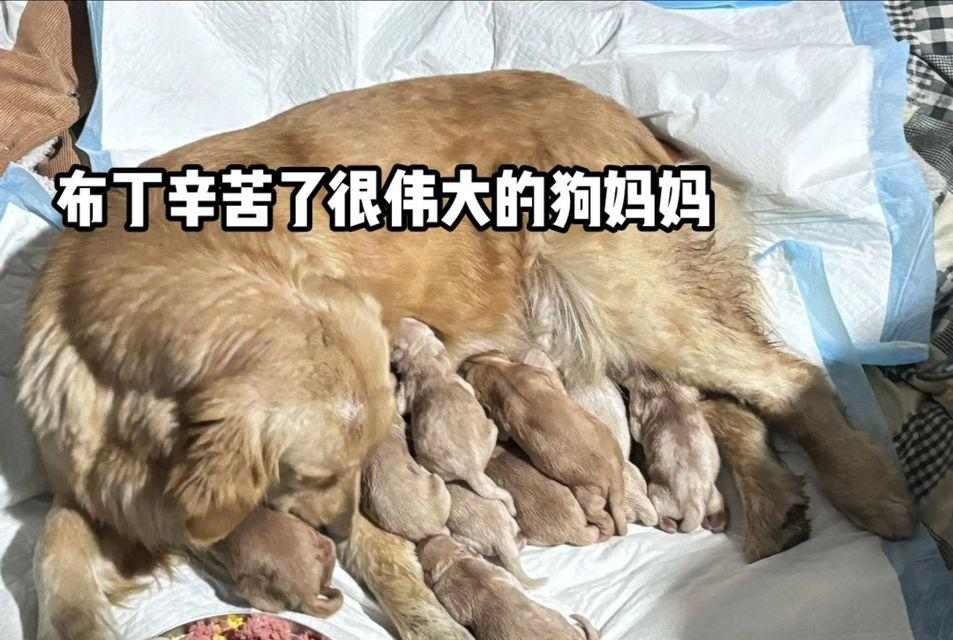 小金毛的饮食需求与适宜食物(了解小金毛的食物偏好和健康饮食习惯)(图2) 小金毛的饮食需求与适宜食物(了解小金毛的食物偏好和健康饮食习惯)(图2)