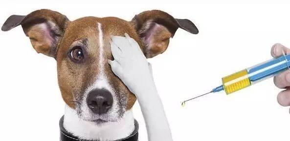 狗狗打疫苗，保护它的健康（了解狗狗常见的疫苗种类和接种时机） - 悠悠酷狗网