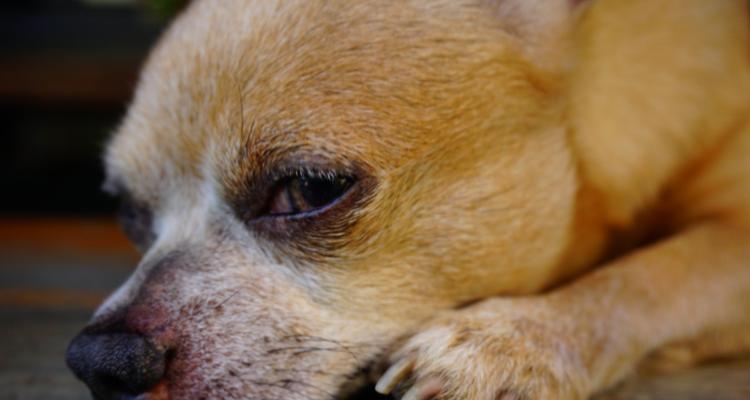 狗的蛋白需求及适宜食物选择(为你的爱犬提供全面均衡的蛋白质)(图3) 狗的蛋白需求及适宜食物选择(为你的爱犬提供全面均衡的蛋白质)(图3)