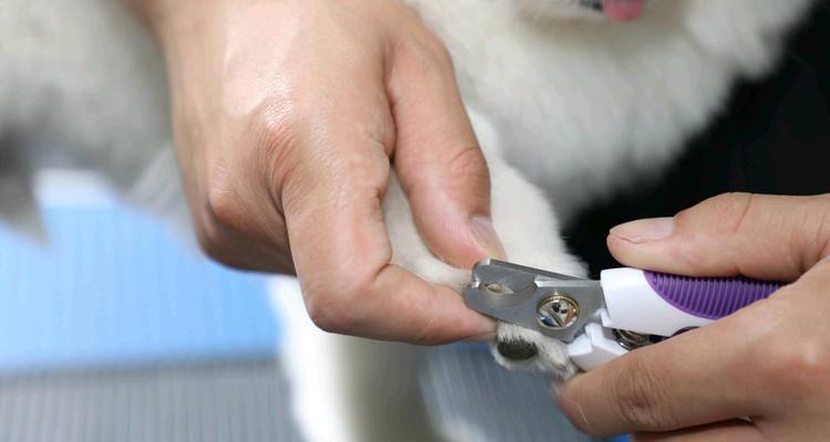 博美的饮食习惯与拉肚子的原因(揭秘博美的饮食偏好以及引发拉肚子的因素)(图1) 博美的饮食习惯与拉肚子的原因(揭秘博美的饮食偏好以及引发拉肚子的因素)(图1)