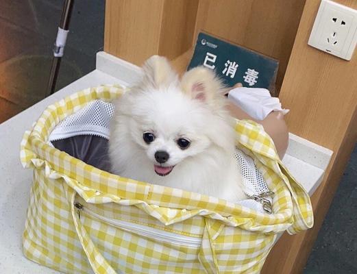 博美的饮食习惯与拉肚子的原因(揭秘博美的饮食偏好以及引发拉肚子的因素)(图2) 博美的饮食习惯与拉肚子的原因(揭秘博美的饮食偏好以及引发拉肚子的因素)(图2)