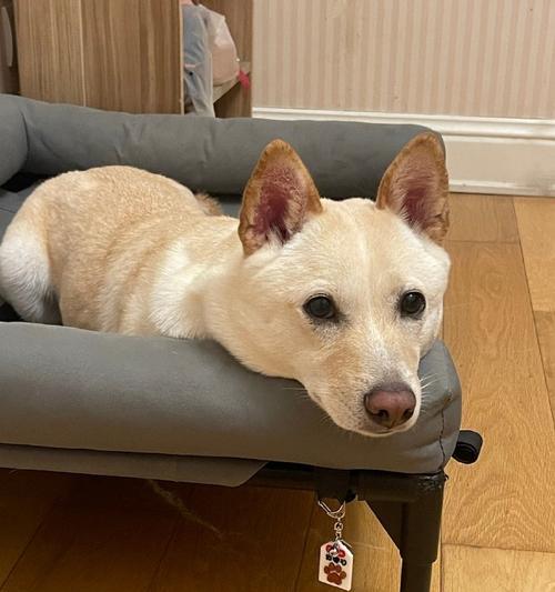 狗为什么不喜欢出门了?(探索狗狗对户外环境的心理转变和适应能力)(图1) 狗为什么不喜欢出门了?(探索狗狗对户外环境的心理转变和适应能力)(图1)