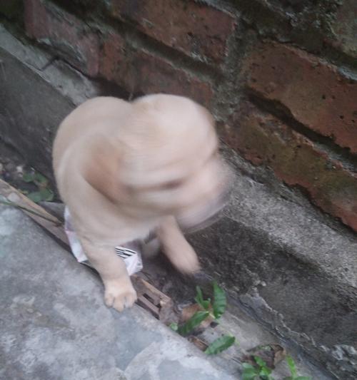 狗为什么不喜欢出门了?(探索狗狗对户外环境的心理转变和适应能力)(图2) 狗为什么不喜欢出门了?(探索狗狗对户外环境的心理转变和适应能力)(图2)