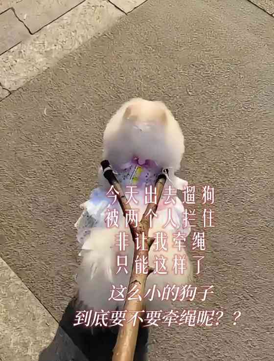 狗为什么不喜欢出门了?(探索狗狗对户外环境的心理转变和适应能力)(图3) 狗为什么不喜欢出门了?(探索狗狗对户外环境的心理转变和适应能力)(图3)