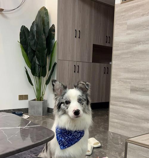 边牧发烧了吃什么药?(治疗边牧发烧的有效药物及注意事项)(图3) 边牧发烧了吃什么药?(治疗边牧发烧的有效药物及注意事项)(图3)