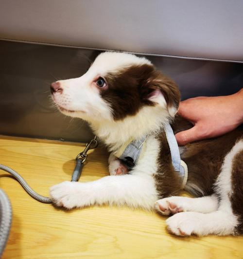 边牧发烧了吃什么药？（治疗边牧发烧的有效药物及注意事项） - 悠悠酷狗网