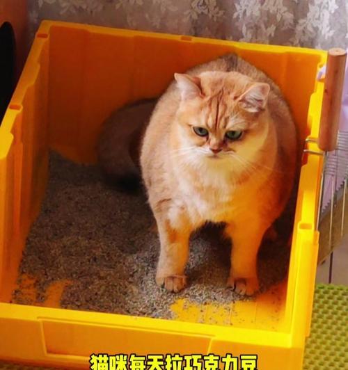 探究猫为何拉屎特别臭（猫的排泄物臭味来源及相关原因分析）(图3)