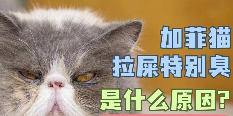 探究猫为何拉屎特别臭（猫的排泄物臭味来源及相关原因分析）(图2)