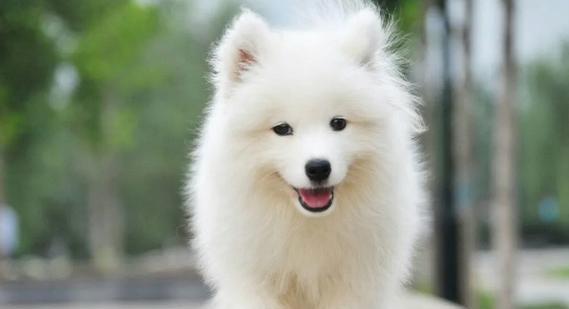 女孩养什么品种的狗好？（选择适合女孩的狗品种的关键因素是什么？）(图2)