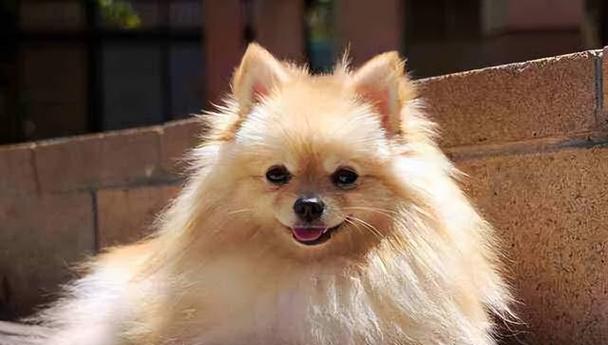 女孩养什么品种的狗好？（选择适合女孩的狗品种的关键因素是什么？）(图3)