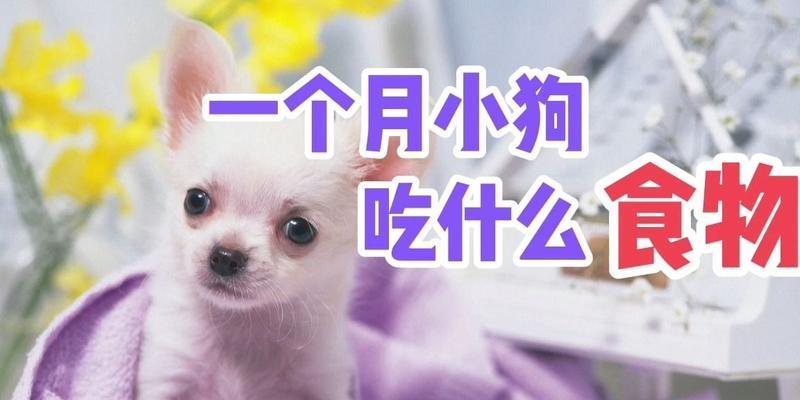 小狗受伤了，该吃什么药？（保护小狗健康的救命良药）(图3)