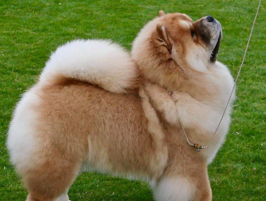 狗肥胖的原因及预防方法（了解狗肥胖的危害与解决之道）(图2)