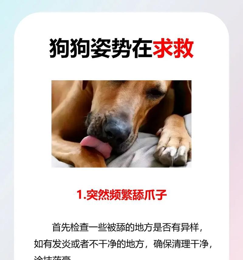 狗狗为何喜欢舔主人?(探寻狗狗舔主人的行为背后的原因与意义)(图2) 狗狗为何喜欢舔主人?(探寻狗狗舔主人的行为背后的原因与意义)(图2)