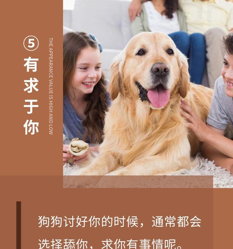 狗狗为何喜欢舔主人？（探寻狗狗舔主人的行为背后的原因与意义） - 悠悠酷狗网