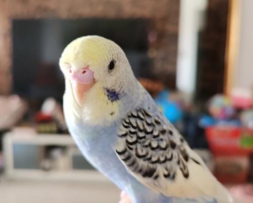 如何选择养一只好看的虎皮鹦鹉（以外观色彩为主要依据，让你的虎皮鹦鹉与众不同）(图3)