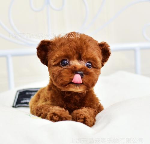 小型宠物狗的选择和养护指南(探索适合家庭的小型宠物狗品种,为您的生活带来快乐和陪伴)(图1) 小型宠物狗的选择和养护指南(探索适合家庭的小型宠物狗品种,为您的生活带来快乐和陪伴)(图1)