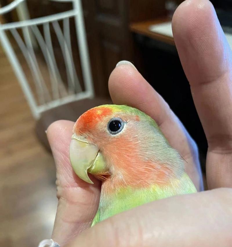 如何选择养一只好看的虎皮鹦鹉（以外观色彩为主要依据，让你的虎皮鹦鹉与众不同）(图1)