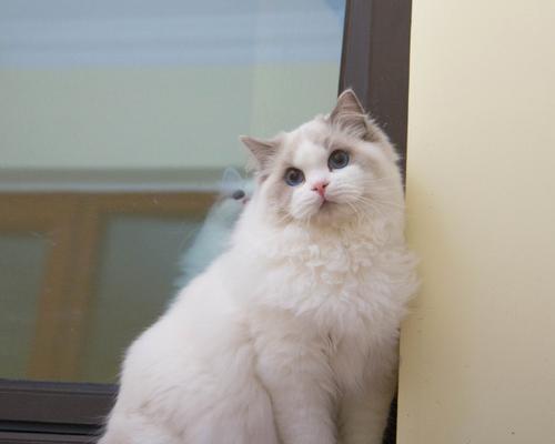 小型宠物狗的选择和养护指南(探索适合家庭的小型宠物狗品种,为您的生活带来快乐和陪伴)(图2) 小型宠物狗的选择和养护指南(探索适合家庭的小型宠物狗品种,为您的生活带来快乐和陪伴)(图2)