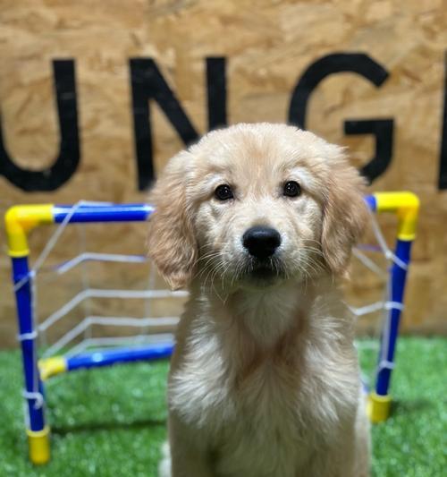 购买狗狗的必备证件及注意事项（一步步了解购买狗狗所需的证件、手续和注意事项）(图3)