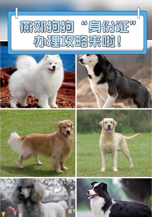 购买狗狗的必备证件及注意事项（一步步了解购买狗狗所需的证件、手续和注意事项） - 悠悠酷狗网
