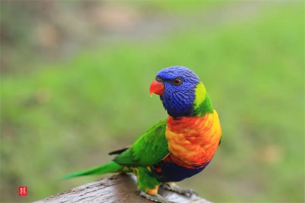 怎么正确地给鹦鹉剪羽毛？ - 悠悠酷狗网