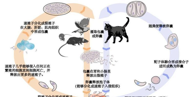 猫猫弓虫病(预防和治疗猫猫弓虫病的重要知识,让你的猫咪远离健康威胁)(图3) 猫猫弓虫病(预防和治疗猫猫弓虫病的重要知识,让你的猫咪远离健康威胁)(图3)