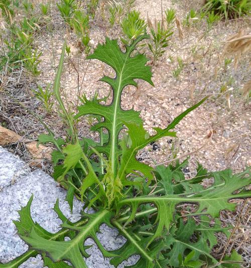 垂耳兔的饲养之道（了解垂耳兔的食性及优质草料的选择要点）(图2)