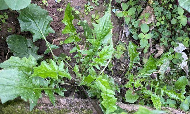 垂耳兔的饲养之道（了解垂耳兔的食性及优质草料的选择要点）(图3)