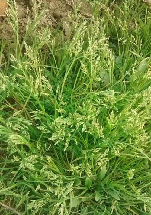 垂耳兔的饲养之道（了解垂耳兔的食性及优质草料的选择要点） - 悠悠酷狗网