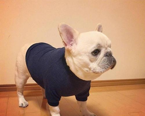 法国牛的特点及饲养要点（探索法国牛的独特特点，了解如何科学饲养）(图1)