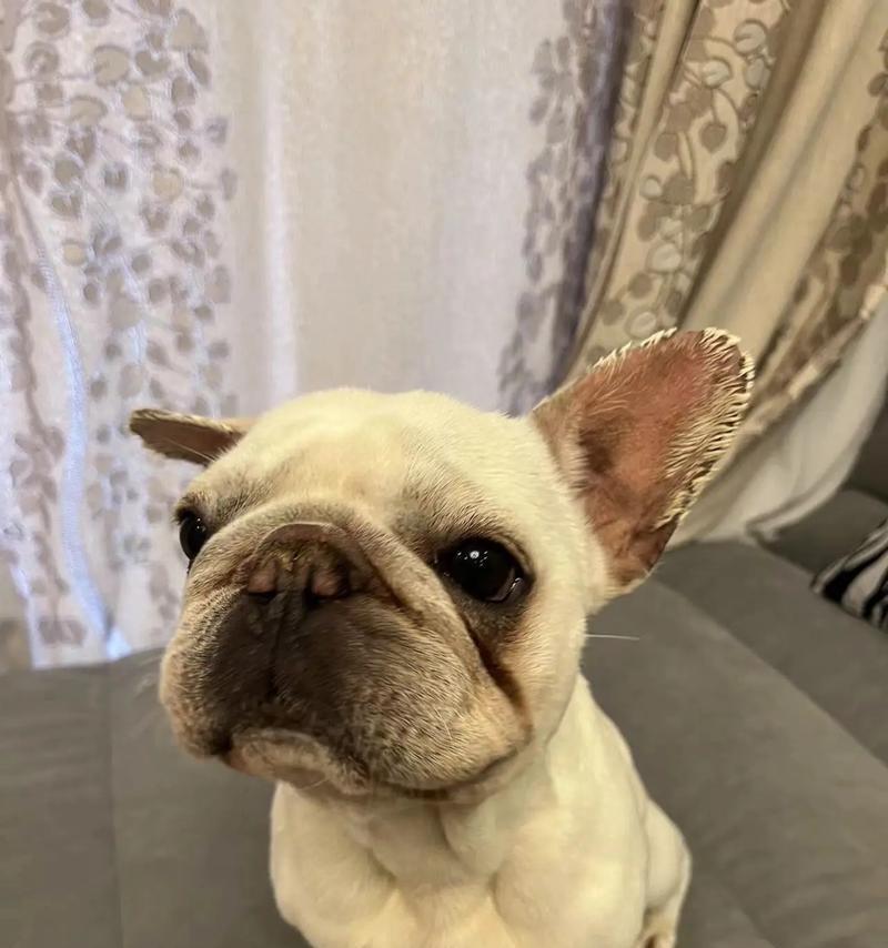 法国牛的特点及饲养要点（探索法国牛的独特特点，了解如何科学饲养）(图2)