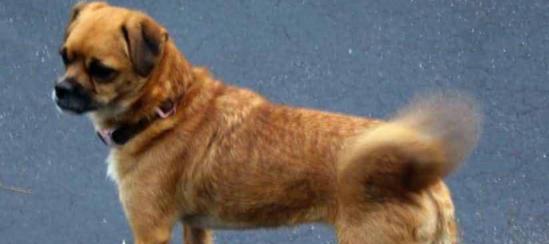 探索以狗让尾的意义与作用（揭示人与狗的情感交流与社交行为中尾巴的重要角色）(图2)