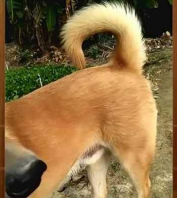 探索以狗让尾的意义与作用（揭示人与狗的情感交流与社交行为中尾巴的重要角色）(图3)