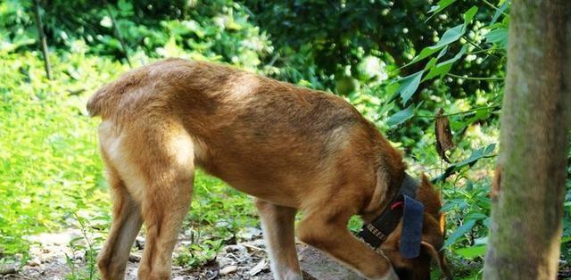 探索以狗让尾的意义与作用（揭示人与狗的情感交流与社交行为中尾巴的重要角色）(图1)