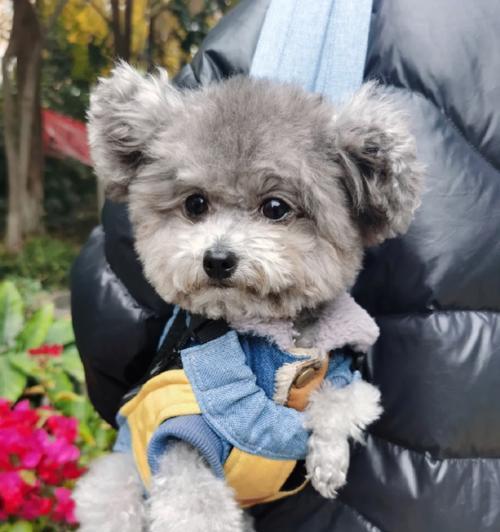 选择适合泰迪犬的天然粮,呵护它的健康(为你的泰迪提供天然粮,)(图2) 选择适合泰迪犬的天然粮,呵护它的健康(为你的泰迪提供天然粮,)(图2)