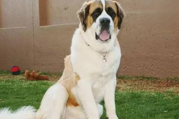 犬猫横膈膜疝 - 悠悠酷狗网