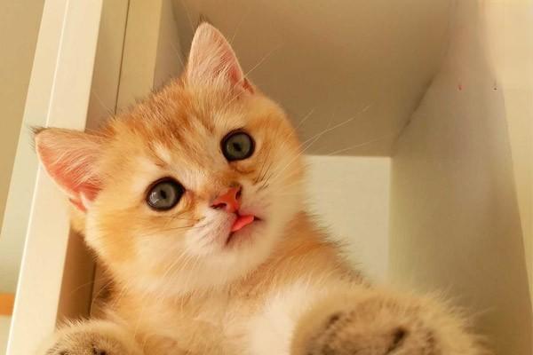 犬猫胸腔积血 - 悠悠酷狗网