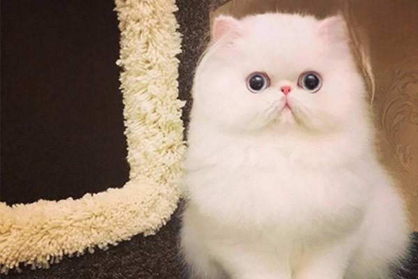 胸膜炎（犬猫） - 悠悠酷狗网