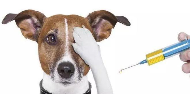 揭秘以7联疫苗——保护儿童健康的守护神(以7联疫苗,为孩子筑起健康防线)(图2) 揭秘以7联疫苗——保护儿童健康的守护神(以7联疫苗,为孩子筑起健康防线)(图2)