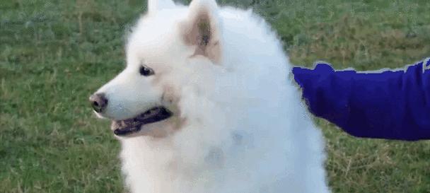 与人亲近的宠物动物,选择上有讲究(宠物动物如何选择?咬人是不能容忍的!)(图2) 与人亲近的宠物动物,选择上有讲究(宠物动物如何选择?咬人是不能容忍的!)(图2)