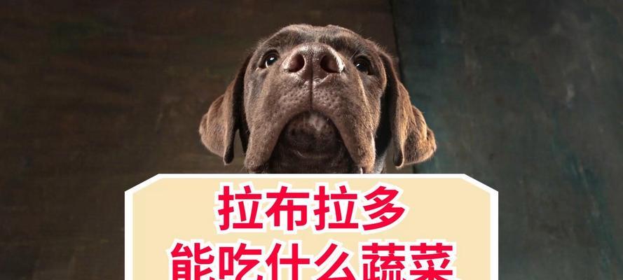 拉布拉多犬的肉食营养需求及推荐（满足拉布拉多犬营养需求的肉类选择及饮食建议） - 悠悠酷狗网