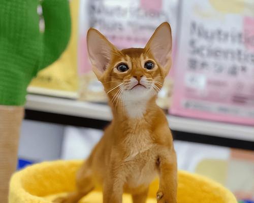 与人亲近的宠物动物,选择上有讲究(宠物动物如何选择?咬人是不能容忍的!)(图3) 与人亲近的宠物动物,选择上有讲究(宠物动物如何选择?咬人是不能容忍的!)(图3)