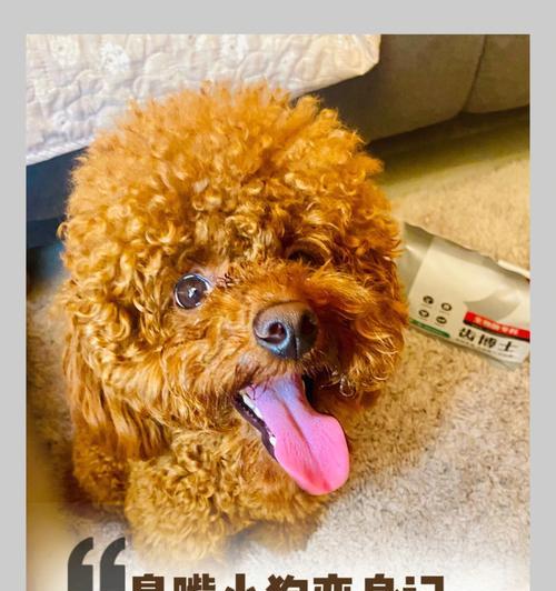 如何解决狗身臭味问题（消除狗身臭味的有效方法及注意事项） - 悠悠酷狗网