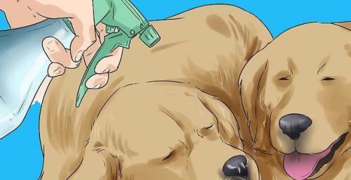 如何防止狗狗打架——建立和谐的犬群关系（培养社交技巧，预防犬只冲突）(图1)