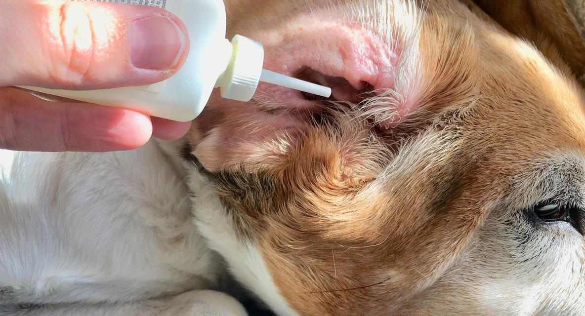 如何解决狗身臭味问题（消除狗身臭味的有效方法及注意事项）(图3)